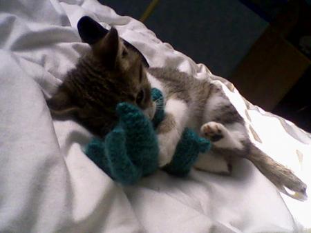 le nouveau petit fauve de la famille!